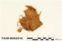 藏品(羽苔科 )的圖片